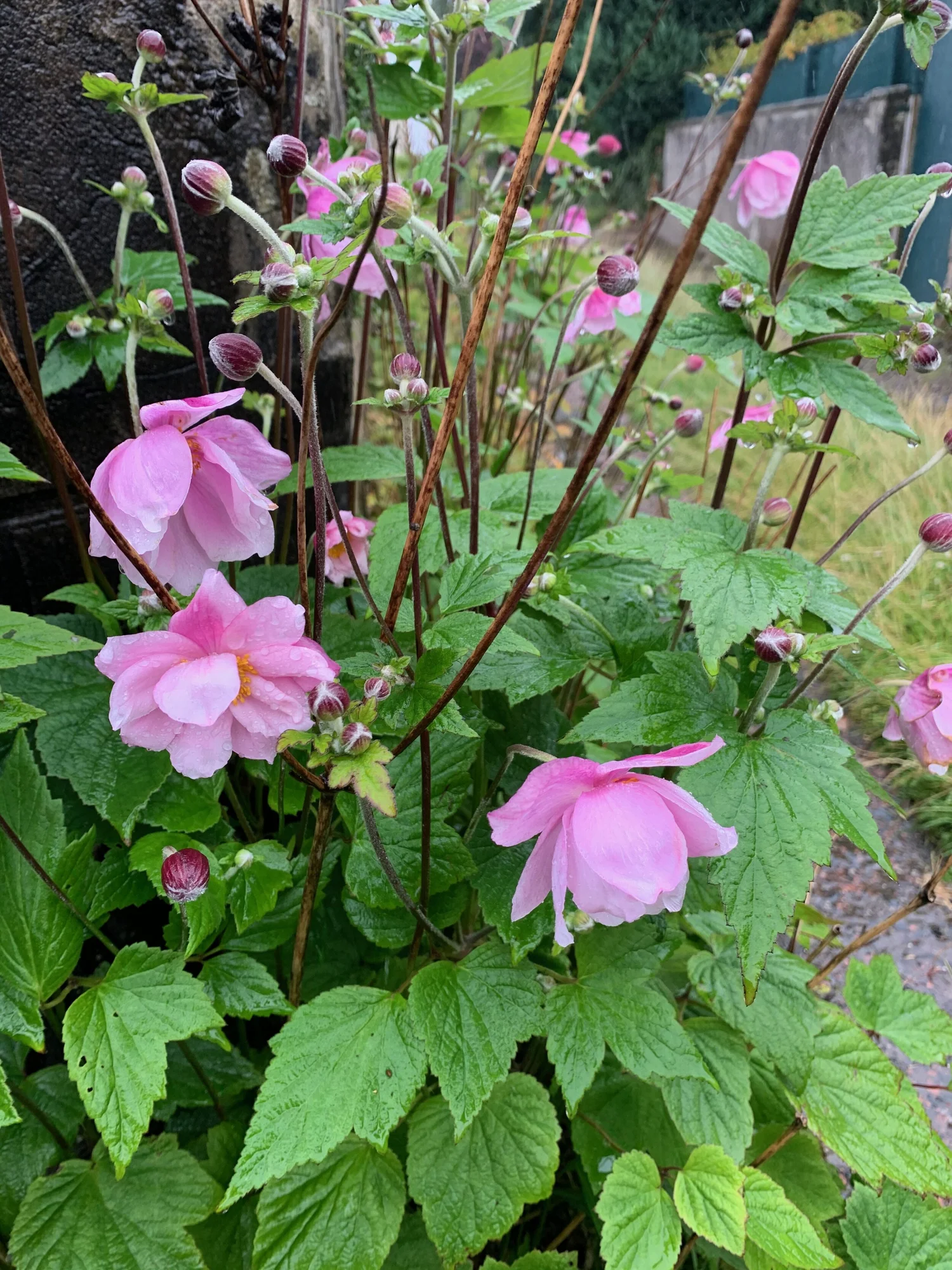 Anemone species — BSBI VC77
